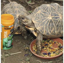Schildkrötenfutter JBL PROTERRA FLORSIL Hauptfutter mit Blüten für alle Landschildkröten 250 ml