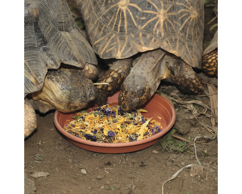 Schildkröten fressen aus einer Futterschale.