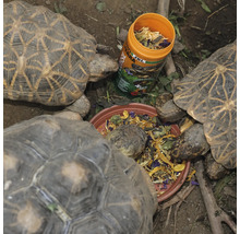 Schildkrötenfutter JBL PROTERRA FLORSIL Hauptfutter mit Blüten für alle Landschildkröten 250 ml