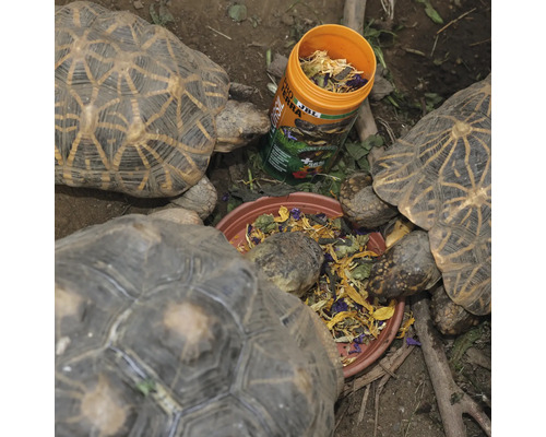 Mehrere Sternschildkröten fressen aus einer Schale mit JBL Pro Terra Futter.