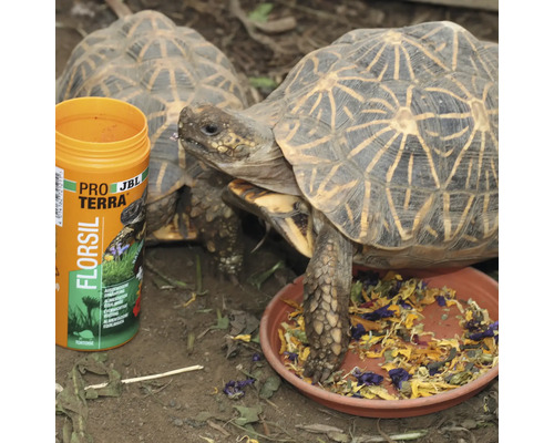 Sternschildkröte mit Futterschale und JBL Pro Terra Florsil Futter