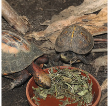 Schildkrötenfutter JBL PROTERRA HERBIL Pflanzliches Alleinfutter für alle Landschildkröten 250 ml