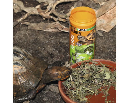 Landschildkröte frisst Futter neben einer Packung JBL Pro Terra Herbil Futter