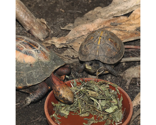 Zwei Schildkröten fressen in einer Schale im Terrarium.