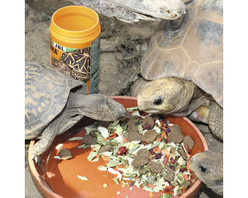 Schildkröten fressen aus einer Schale neben JBL Schildkrötenfutter