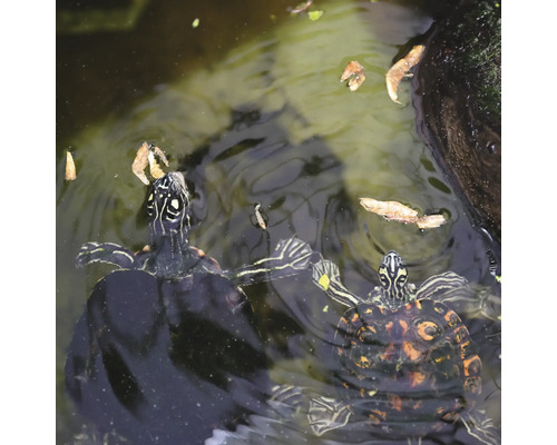 Zwei Wasserschildkröten schwimmen im Wasser.