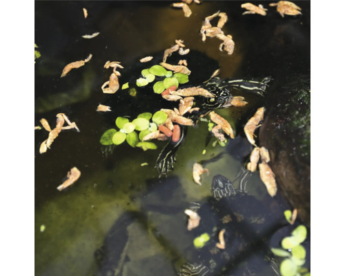 Teich mit Schildkröten, Futter und Wasserpflanzen