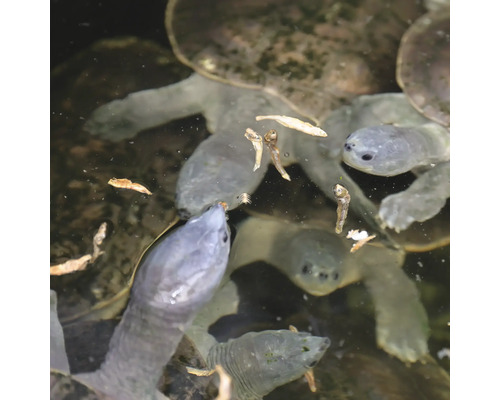 Gruppe von Weichschildkröten im Wasser