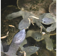 Wasserschildkröten Snack JBL PROTERRA PESCARUS Fisch-Leckerbissen für Sumpf- & Wasserschildkröten 2,5 l