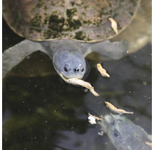 Wasserschildkröten Snack JBL PROTERRA PESCARUS Fisch-Leckerbissen für Sumpf- & Wasserschildkröten 2,5 l