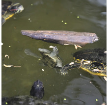 Wasserschildkröten Snack JBL PROTERRA PESCARUS Fisch-Leckerbissen für Sumpf- & Wasserschildkröten 2,5 l