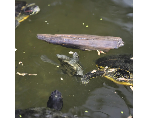 Mehrere Schildkröten im Wasser mit einem Holzstück