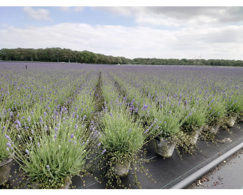 Feld mit Lavendelpflanzen in Töpfen, Gartenbau