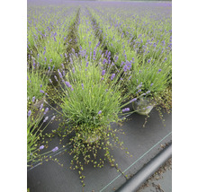 Lavendelfeld mit Lavendelpflanzen in Töpfen auf einer schwarzen Plane