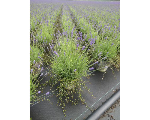 Lavendelfeld mit Lavendelpflanzen in Töpfen auf einer schwarzen Plane