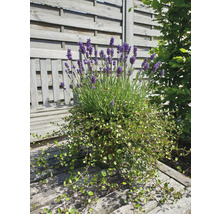 Lavendel und andere Pflanzen in einem Topf auf einer Holzbank