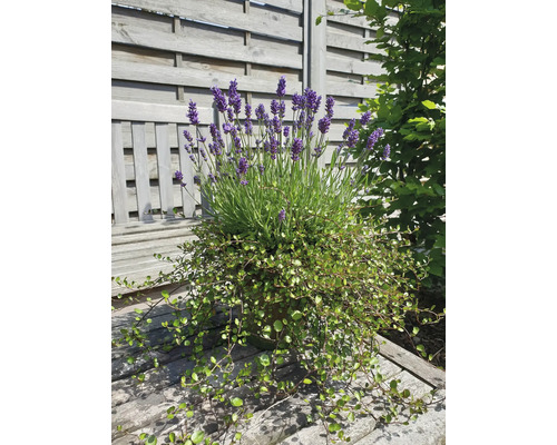 Lavendel und andere Pflanzen in einem Topf auf einer Holzbank