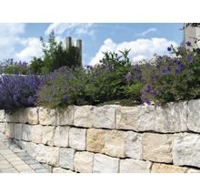 Natursteinmauer mit Bepflanzung im Garten