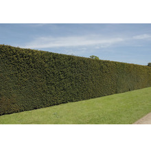 12 x Bechereibe FloraSelf Taxus media 'Hillii' männlich, nicht-fruchtend H 60-80 cm ClickCo für ca. 4 m Hecke