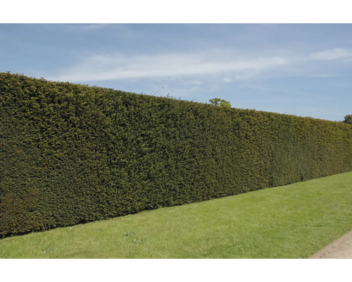 Hohe, dichte Hecke im Garten als Sichtschutz