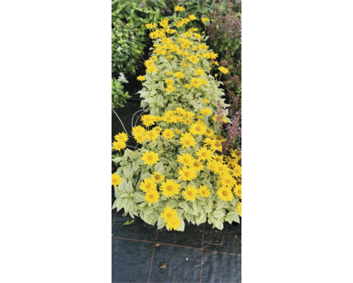 Reihe von Sonnenblumen mit gelben Blüten und hellen Blättern