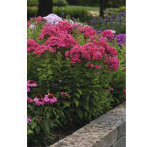 Nahaufnahme von roten Flammenblumen und rosafarbenen Kegelblumen in einem Garten.