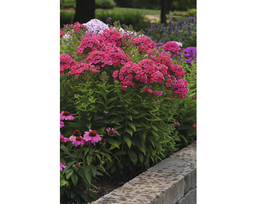 Nahaufnahme von roten Flammenblumen und rosafarbenen Kegelblumen in einem Garten.