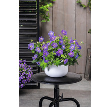 Blauer Storchschnabel in weißem Topf auf einem schwarzen Hocker