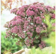 Fetthenne Pflanze im Topf