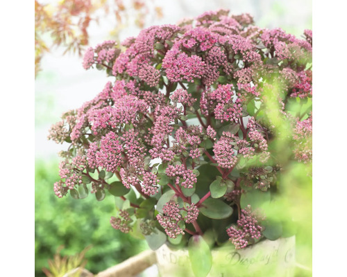 Fetthenne Pflanze im Topf