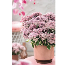 Fetthenne im Topf mit rosa Blüten