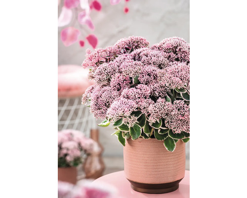 Fetthenne im Topf mit rosa Blüten