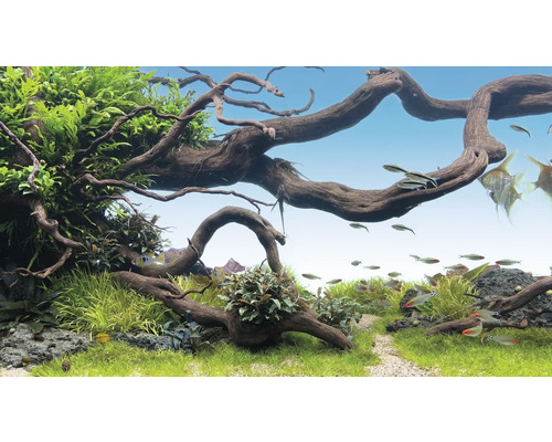 Aquarium mit Wasserpflanzen, Wurzelholz und Fischen