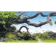 Aquarium mit Wurzelholz, Pflanzen und Fischen