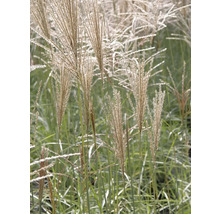 Chinaschilf im Garten