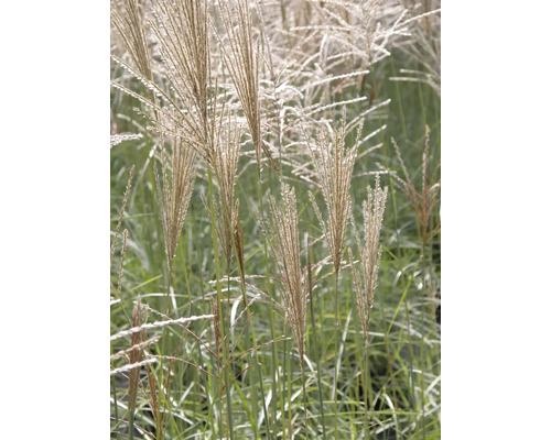 Chinaschilf im Garten