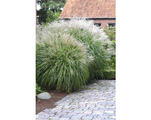 Zwei dekorative Chinaschilf Pflanzen im Garten.