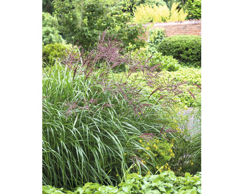 Chinaschilf im Gartenbeet mit grünen und roten Akzenten