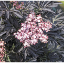 Säulen-Holunder Schwarzer Holunder FloraSelf Sambucus nigra 'Laced Up' Co 6 L