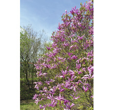 Magnolienbaum mit violetten Blüten im Garten