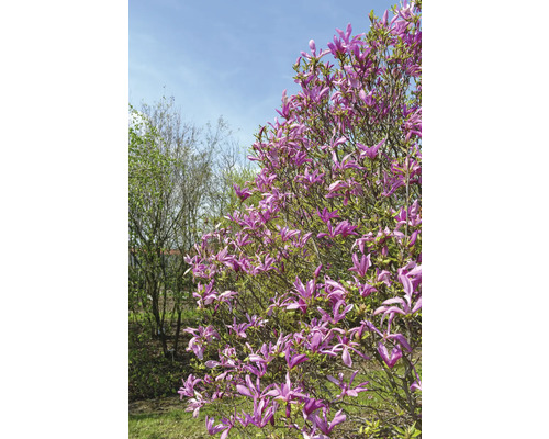 Magnolienbaum mit violetten Blüten im Garten