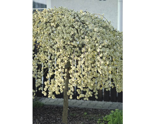 Kätzchenweide als Kugelbaum im Garten.