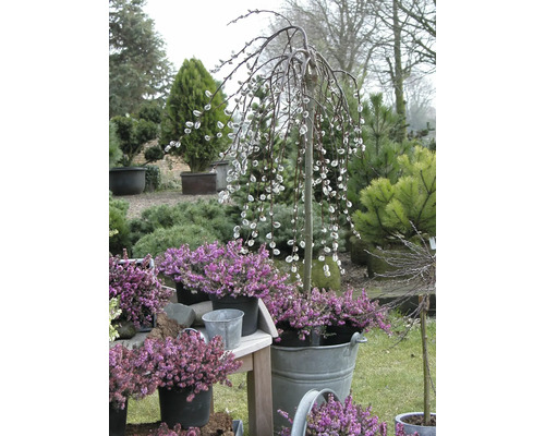 Szene mit Kätzchenweide und Heidekraut in Töpfen im Garten.