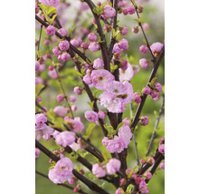 Zweig mit gefüllter Zwerg-Mandel und rosa Blüten