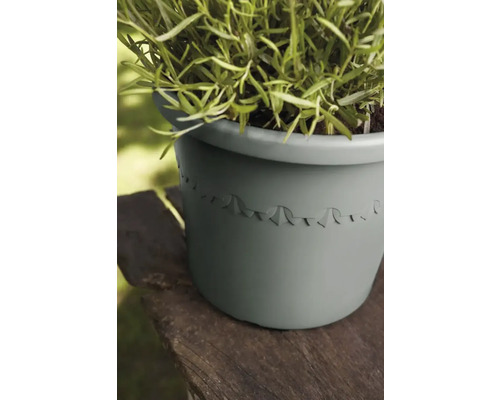 Pflanzgefäß mit Pflanze auf Holzoberfläche