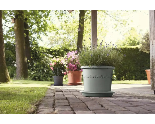 Blumentöpfe mit Pflanzen auf einer Terrasse im Garten.