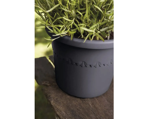 Pflanze in einem runden Pflanzgefäß mit dekorativem Muster