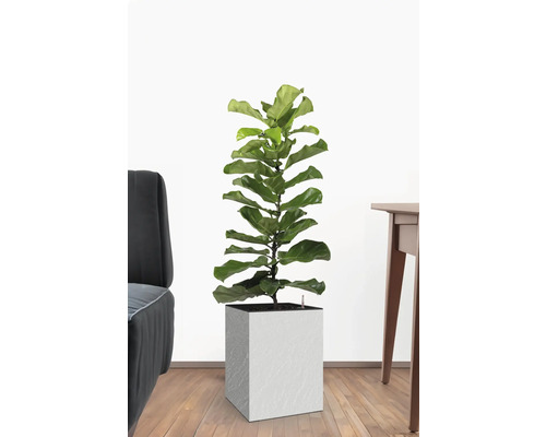 Feigenbaum in einem Topf