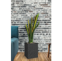 Übertopf mit Pflanzeinsatz Cubico Stone Kunststoff 27 x 27 x 42 cm anthrazit