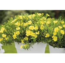 Pflanze mit gelben Blüten in einem Topf.